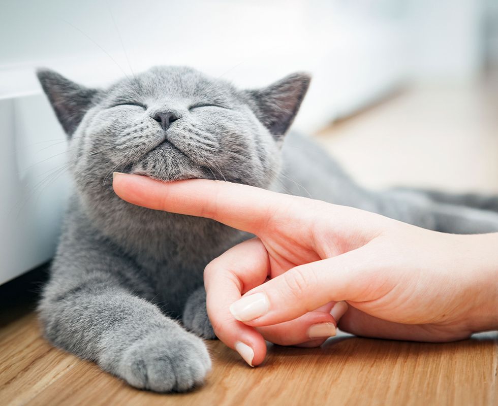 Happy british shorthair cat is stroked by a woman's hand